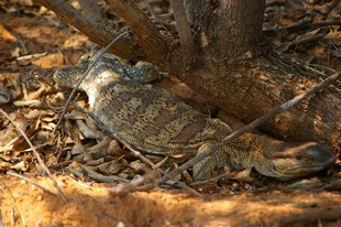 793 Namibia Okt 2006 Waran.JPG